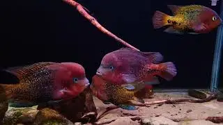 紫紅火口慈鯛魚缸 Vieja synspilum (Vieja melanurus, Redhead Cichlid) tank