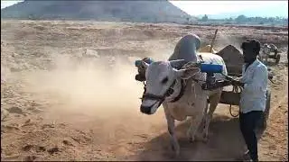 #likeandsubscribe #bulllovers #powerfulbulls #trendingshorts #trendingshorts
