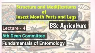 Structure and Modifications of Insect Mouth Parts & Legs | Entomology | Hindi Explanation