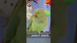 Typical Monday for Ringo&hellip; #indianringneck #parrot #parrotsofyoutube  #birb #fartingparrot