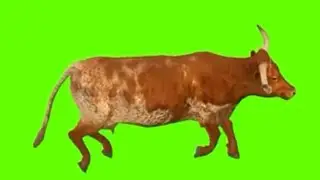 Cow Screen Video | Gaai green screen #chromakey #greenscreen