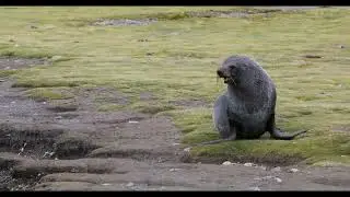 Südgeorgien -  die Tierwelt von Fortuna Bay