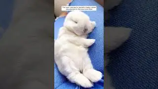The man rescued a newborn baby rabbit abandoned in the mud and then