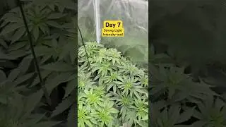 Day 7 (Strong Light Intensity Test)