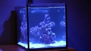 IM 14 NUVO Fusion Peninsula Setup