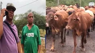 Cow Farmer outline what really went down