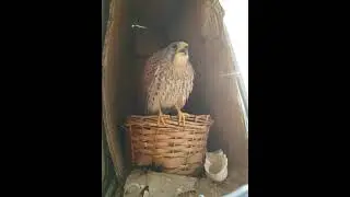 Common Kestrel call #kestrel #falcon #birdofprey
