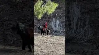 Subscribe! #funny #joy #viral #shortvideo #subscribe #pets #subscribe