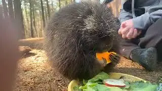 Center for Wildlife Morning Meeting with Wildlife Ambassadors   Henry the North American Porcupine