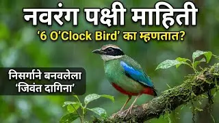 navrang pakshi mahiti: indian pitta bird info in marathi | 6 o'clock bird | नवरंग पक्षी माहिती