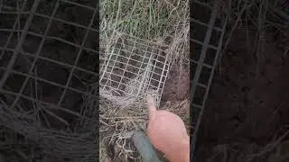 I've found some crazy stuff over the years, but never this!