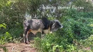 Comer Flores Haiku