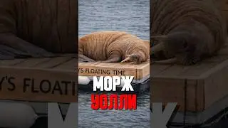 МОРЖ В ТУРЕ ПО ЕВРОПЕ 🌍🦭