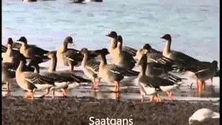 G&auml;nse in der Weseler Aue