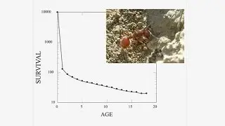 Colony growth and fitness in harvester ants