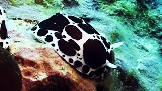 LEOPAR DENİZ TAVŞANI - Nudibranch Peltedoris atromaculata ( Berg 1880) by SAKİ UĞURLU
