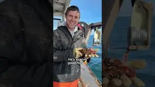 Спасение лобстера, полного ракушек