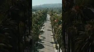 Drone of palm trees in Beverly Hills #shorts #drone #video