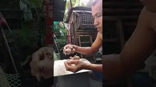 pglagay ng comring sa dlawa yb ntin...