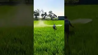#dj #tani #petanimuda #petanimilenial #insektisida_ampuh #nutrisialami