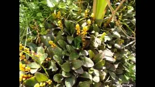 ПЕСЧАНКА  (ARENARIA)  сем. Гвоздичные
