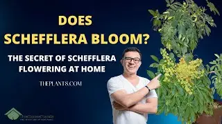 Цветёт ли шеффлера? Секрет цветения шеффлеры в домашних условиях.