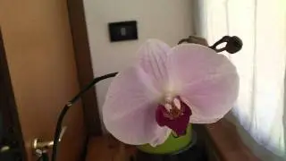 Samsung HMX-E10 - ORCHIDEA