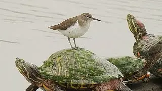 Spotted Sandpiper - Pat O'Neil Bird ID's