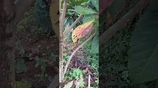 Sunday we had a holiday in the garden while pruning sapodilla mamae sapote