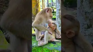 🌳🐵 &ldquo;Tiny Hands, Big Love &ndash; A Monkey Family Sharing Warmth and Tenderness&rdquo; 💞🍃