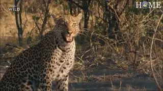 Leopard steals Giraffe from African Wild Dog pack.