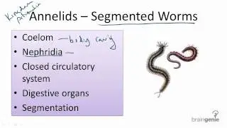 13.3.6 Annelids - Segmented Worms