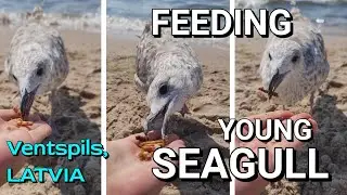 YOUNG SEAGULL EATING FROM HAND 🍉