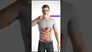 &ldquo;What Happens Inside Your Body When You Drink Tea | 3D Animation&rdquo;