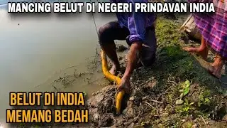 Begini ternyata?? Mancing belut di rawa negeri prindavan INDIA, Belutnya Besar besar dan kuning