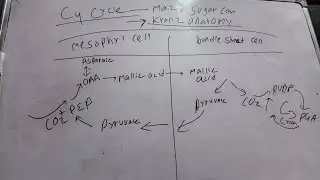 C4 cycle, Photosynthesis, explained in nepali