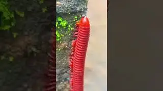 the red Millipede