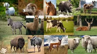 Animal sounds - Hoofed herbivorous animals