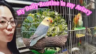 My Daily Life/Routine inside my Aviary