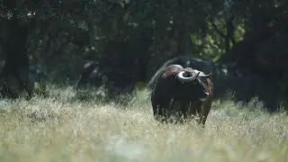 Conoce la ganadería El Estoque que debuta en la Copa Chenel con este reportaje en la finca