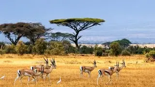 Antelope  The Agile and Adaptable #wildlife #knowledgejourney