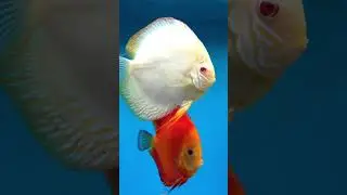 Why Discus Fish Are The WORST