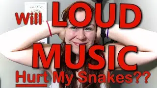 Does Loud Noise Cause Stress? PLUS Regurgitation, Constipation, and More! Corn snake Q&A #5