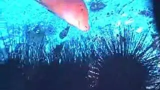 Sharks in Socorro