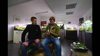 Аквариумные сады – южноамериканские водные растения, которые можно встретить в аквариумах.