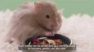 Food From the Wild Natural Snack (Hamster and Gerbil)