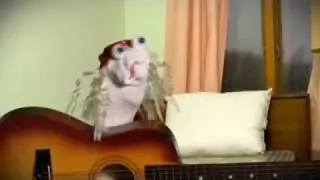 Sock Puppet Love Song