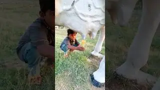 wow my cow 🐄 ice cream 🍦