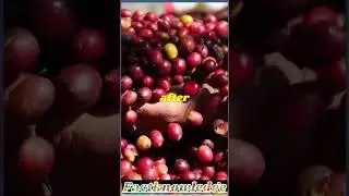 Coffee's Big Break: The Ethiopian Legend Explained.#shorts @takeunique @facticalworldhindi