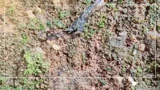 Ants Moving Through Sand &ndash; A Study in Tiny Motion